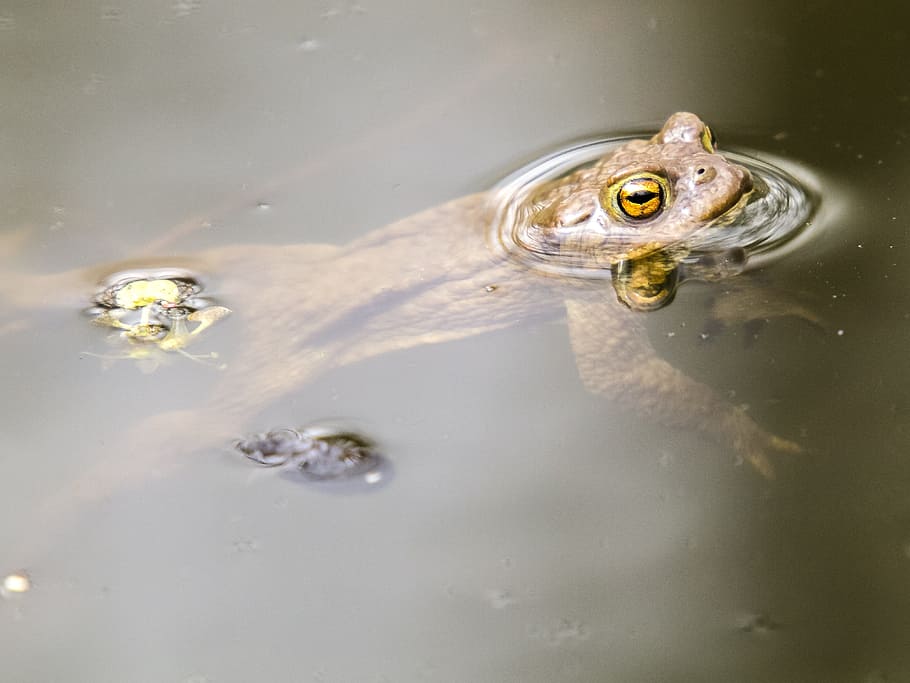 Common Toad, Amphibians, Nature, animal, water, frog, pond HD wallpaper