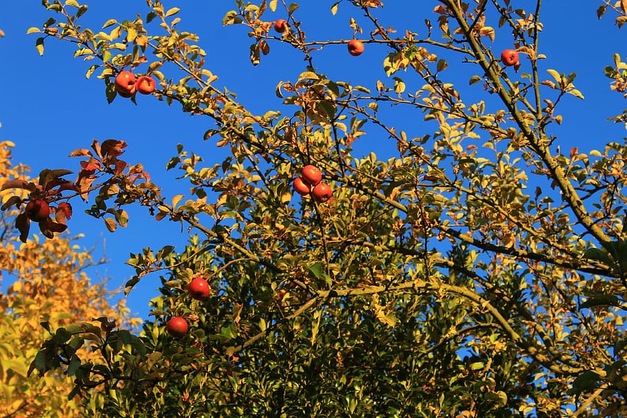 autumn, apple, fruit, tree, colorful, autumn mood, garden, nature HD wallpaper