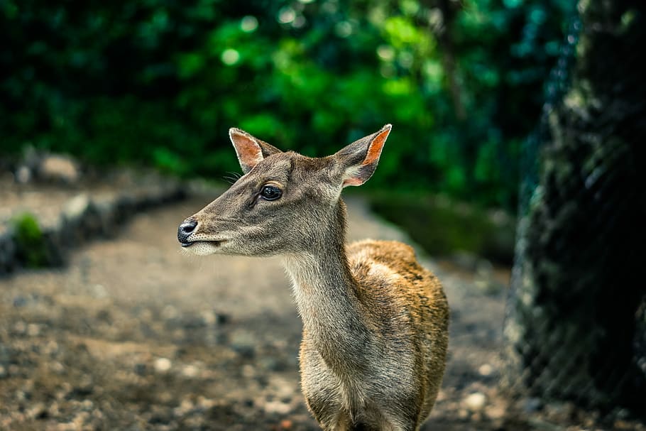 Selective Focus Photography Brown Doe, shallow focus photography of deer HD wallpaper