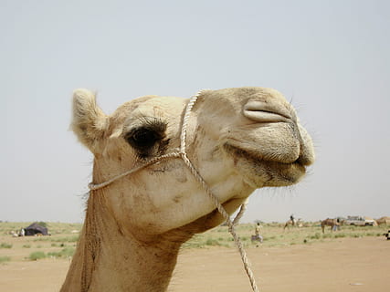 Camel, Niger, Nature, Outside, Desert, animal, macro, close-up HD wallpaper