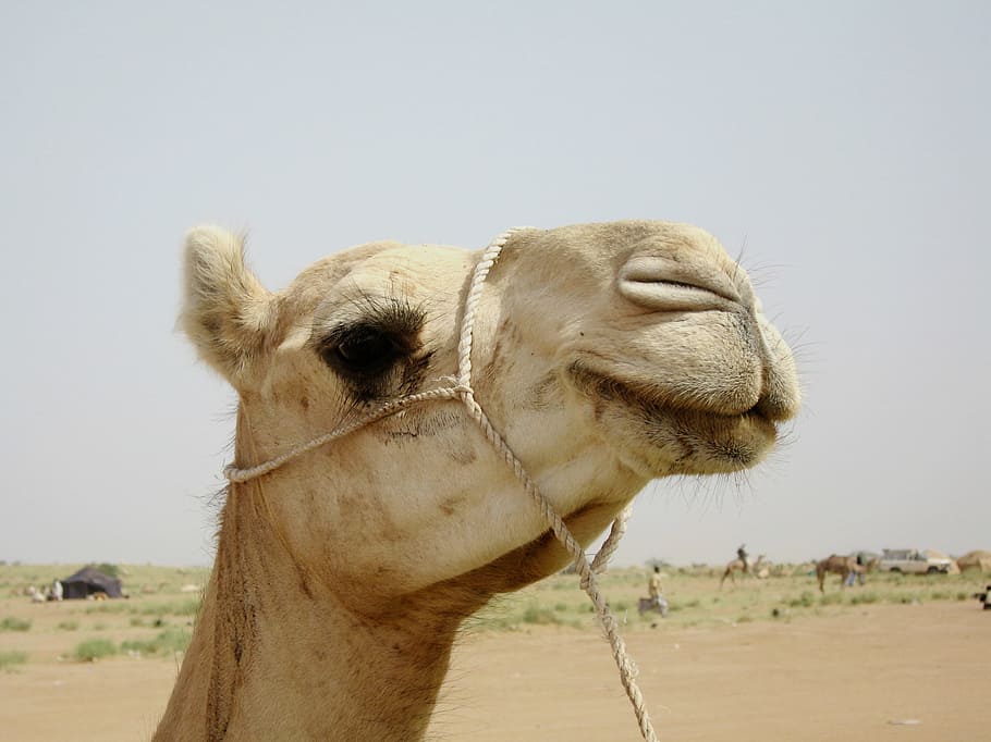 Camel, Niger, Nature, Outside, Desert, animal, macro, close-up HD wallpaper