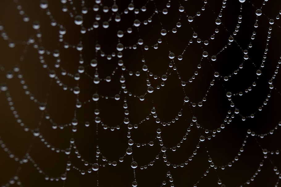 spider web, wet, hooked, place, dew, drops, nature, water, close-up HD wallpaper