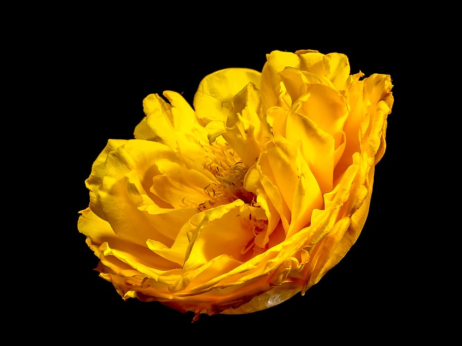 blossom, bloom, flower, yellow, black background, studio shot HD wallpaper