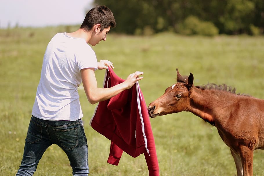 Horse, Boy, Play, one man only, mid adult, agriculture, casual clothing HD wallpaper