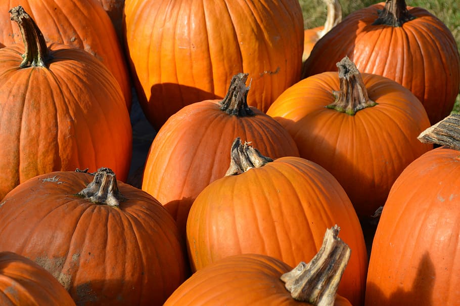 Pumpkins, Orange, Autumn, Fall, Squash, halloween, vegetable HD wallpaper