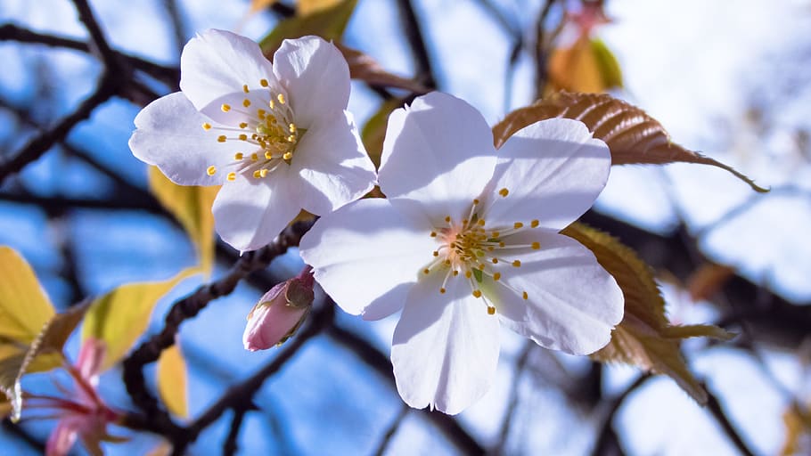 cherry, spring flowers, cherry tree, flowering plant, fragility HD wallpaper
