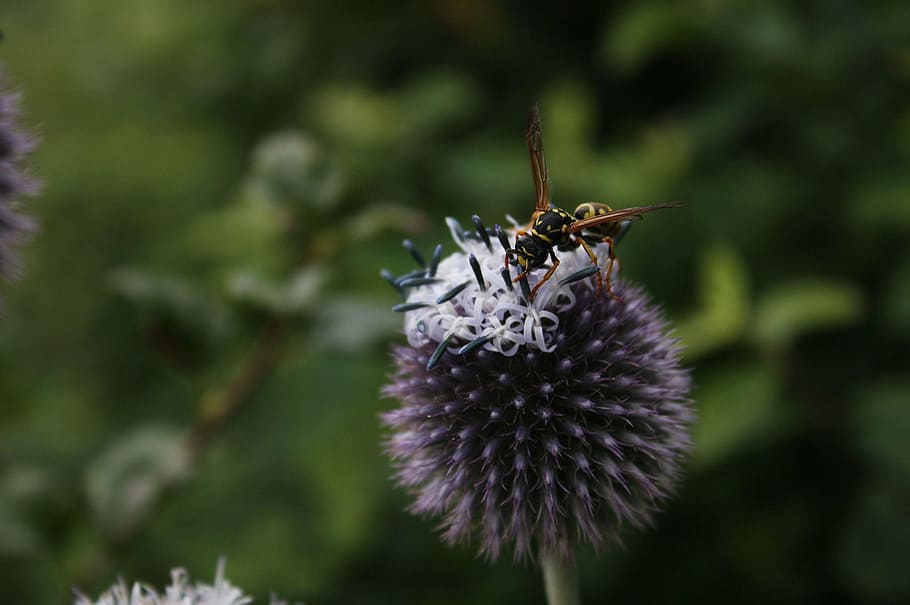wasp, insect, summer, field wasp, animal, blossom, bloom, nature HD wallpaper
