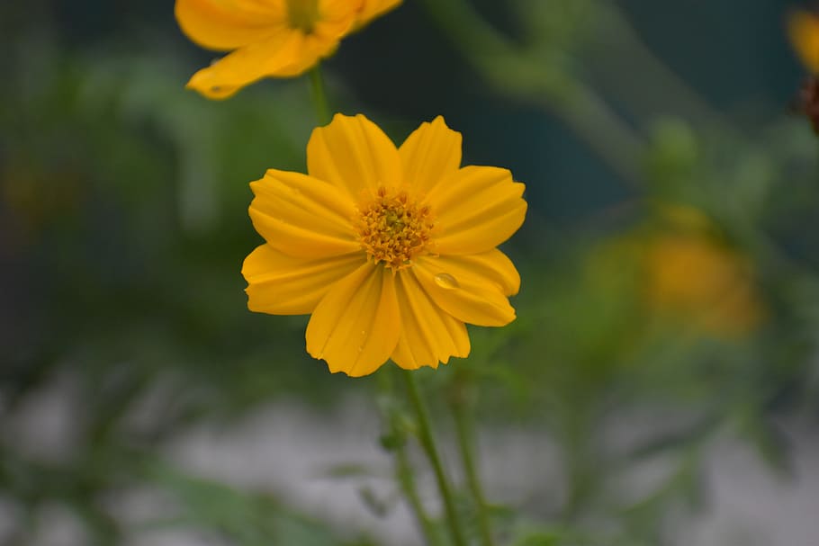 yellow flower, pattern, petals, bloom, flowering plant, freshness HD wallpaper