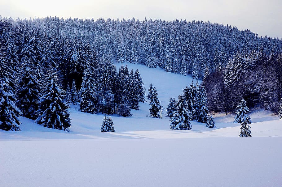 snow covered field and pine trees under white sky during daytime HD wallpaper