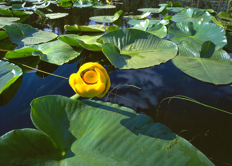 lilies, pond, nature, reflection, water, leaf, plant part, flower HD wallpaper