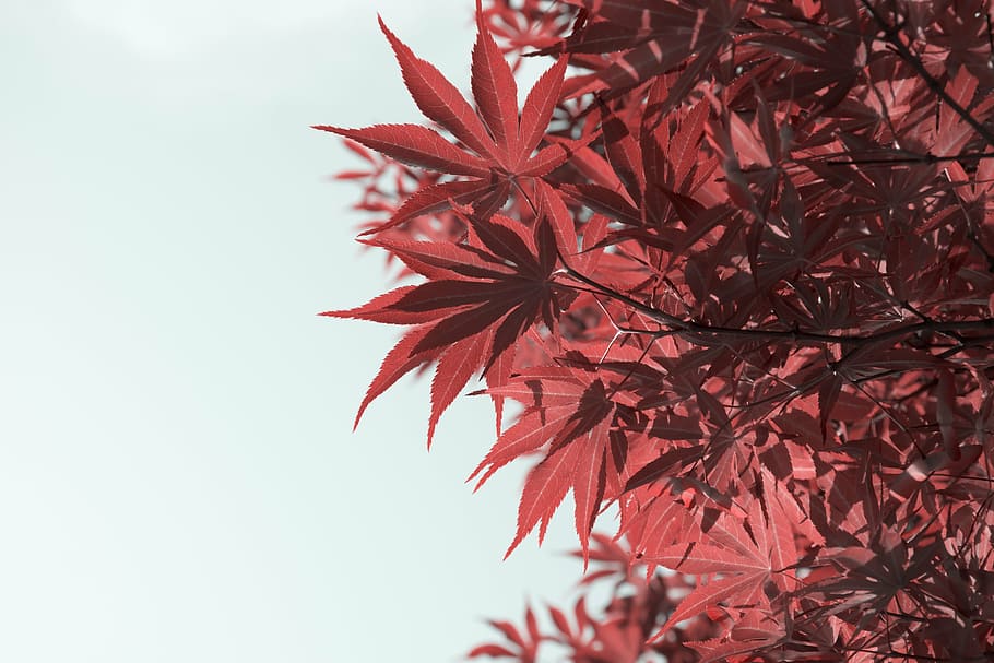 maple, look up, plant, red, plant part, leaf, nature, no people HD wallpaper