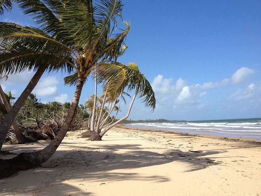 beach, palm tree, australia, sea, land, water, sky, sand, beauty in nature, HD wallpaper