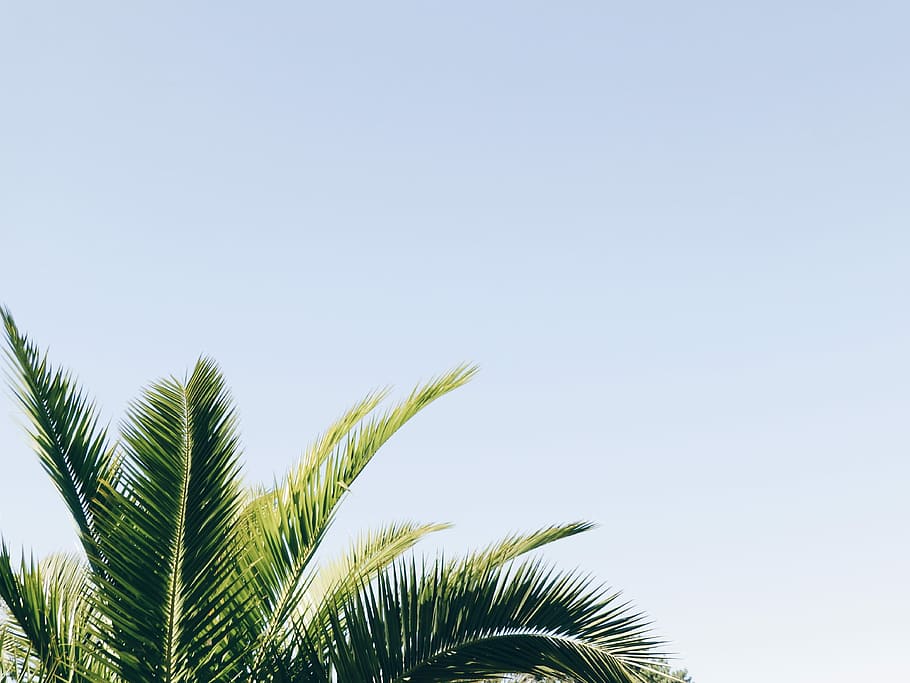 coconut tree, high angle photo of green coconut tree during daytime HD wallpaper
