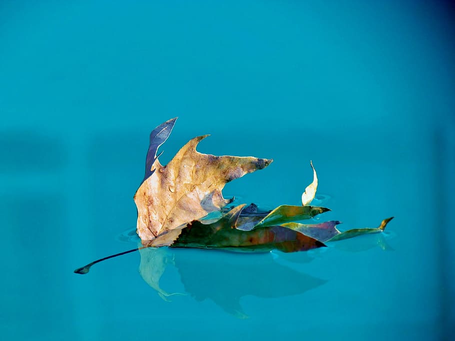 water, pool, blue, ply, leaves on the water, vertebrate, animal HD wallpaper