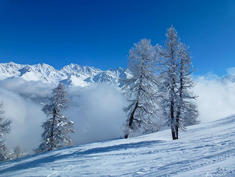 photo of avalanche near trees, snow, mountain, winter, cold HD wallpaper