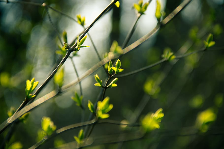 branches, buds, leaves, nature, spring, twigs, plant, growth HD wallpaper