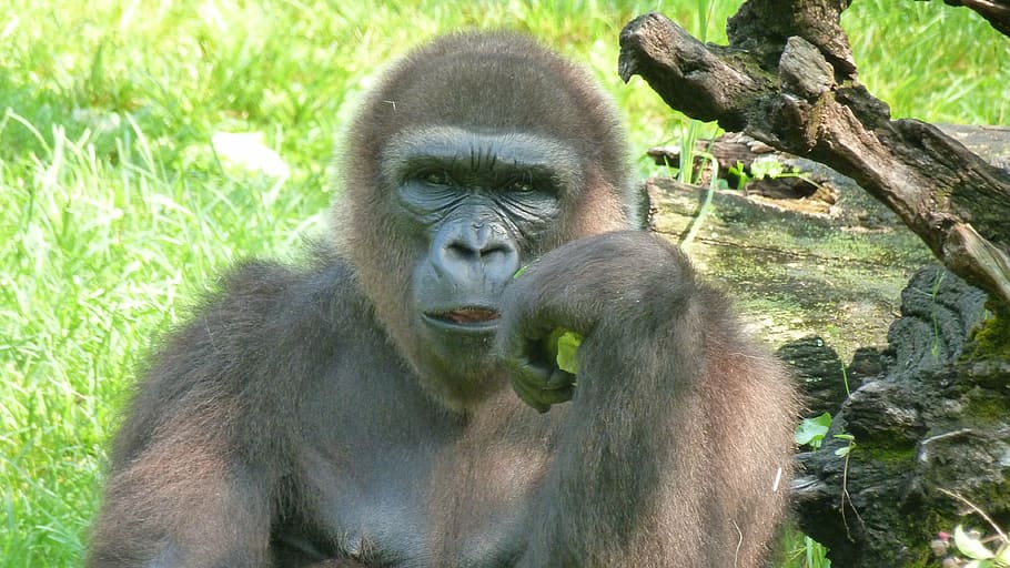 Gorilla putting hand on cheek, wait, monkey, mammal, primate HD wallpaper