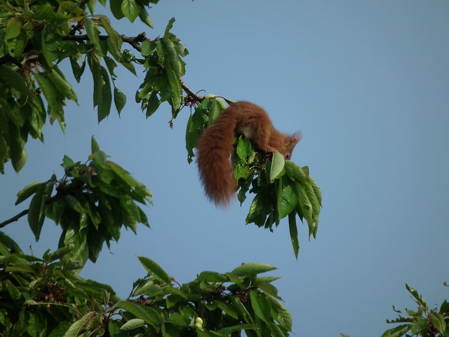 Squirrel, Cherry, Tree, süßkirche, fruit tree, sky, blue HD wallpaper