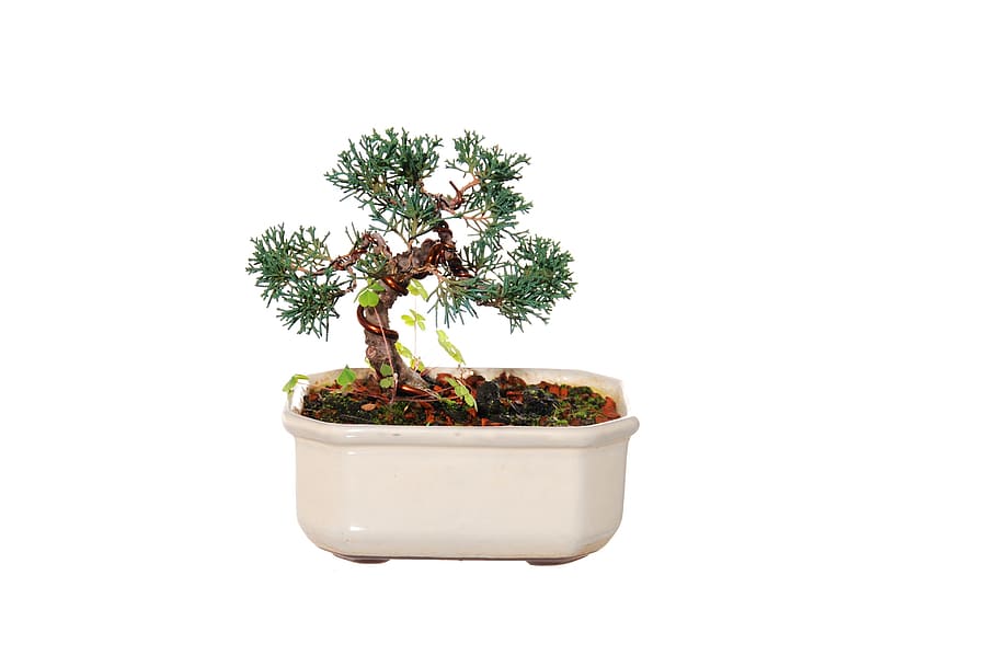 tree, plant, trunk, growth, studio shot, potted plant, white background HD wallpaper