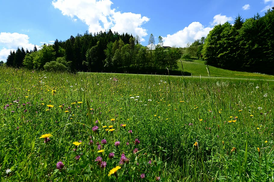 summer, meadow, grass, nature, sunny, field, green, plant, growth HD wallpaper