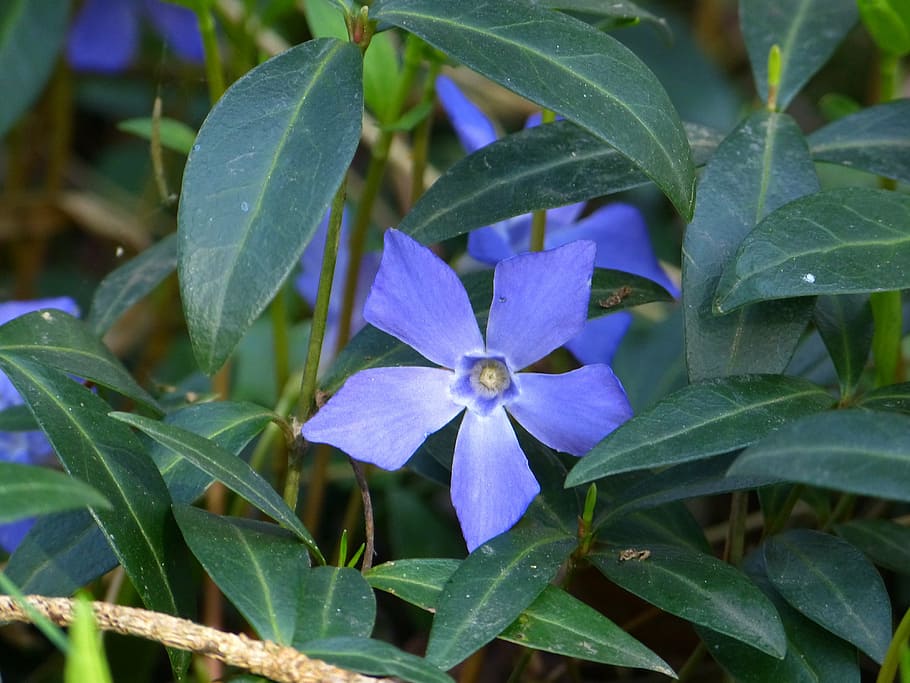 periwinkle, small periwinkle, blossom, bloom, flower, plant HD wallpaper