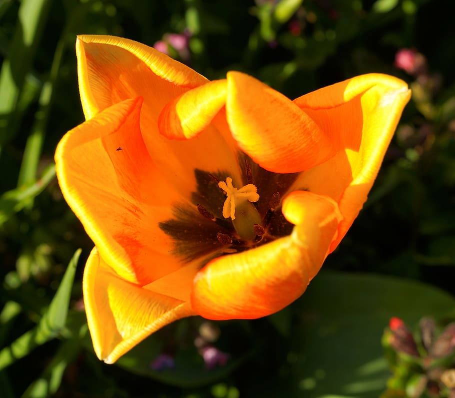 tulip, blossom, bloom, spring, yellow, spring flower, close HD wallpaper