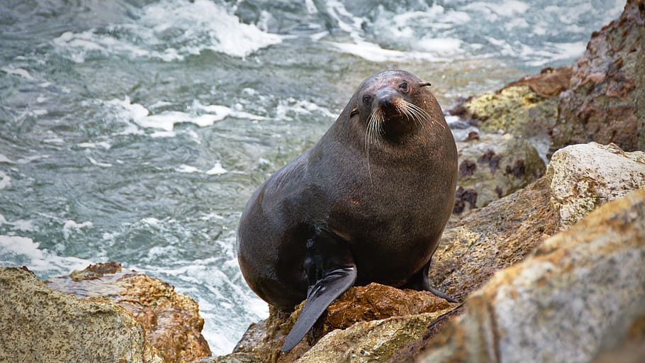 animal, cute, ocean, rocks, sea, seal, seashore, stones, water HD wallpaper