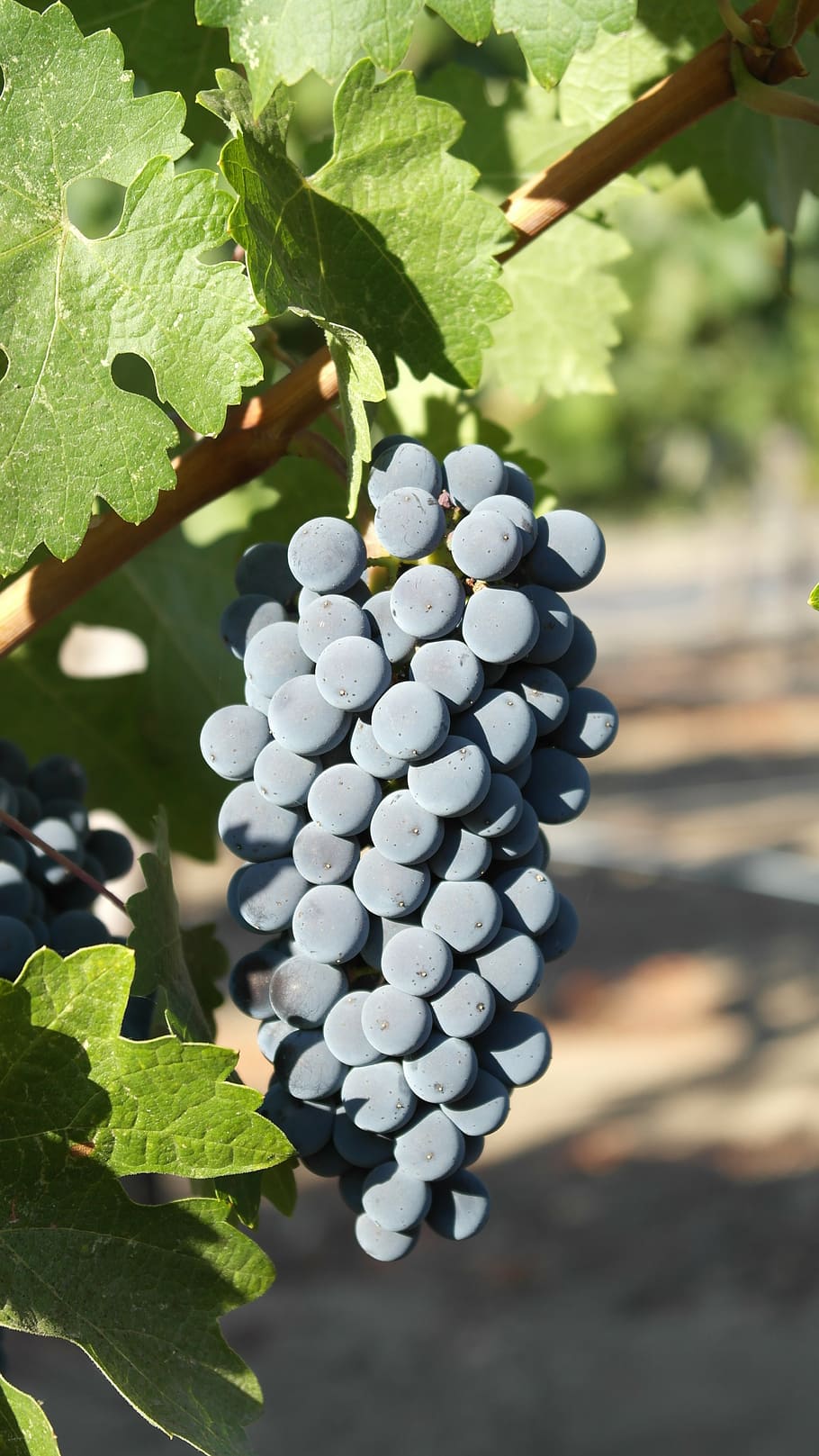 grapes, harvest, sunshine, fruit, vineyard, agriculture, winemaking HD wallpaper