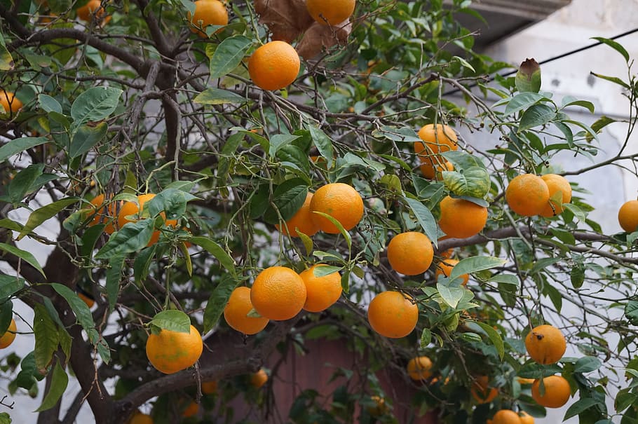 Mallorca, Fruit, Oranges, Sóller, citrus fruit, orange - fruit HD wallpaper