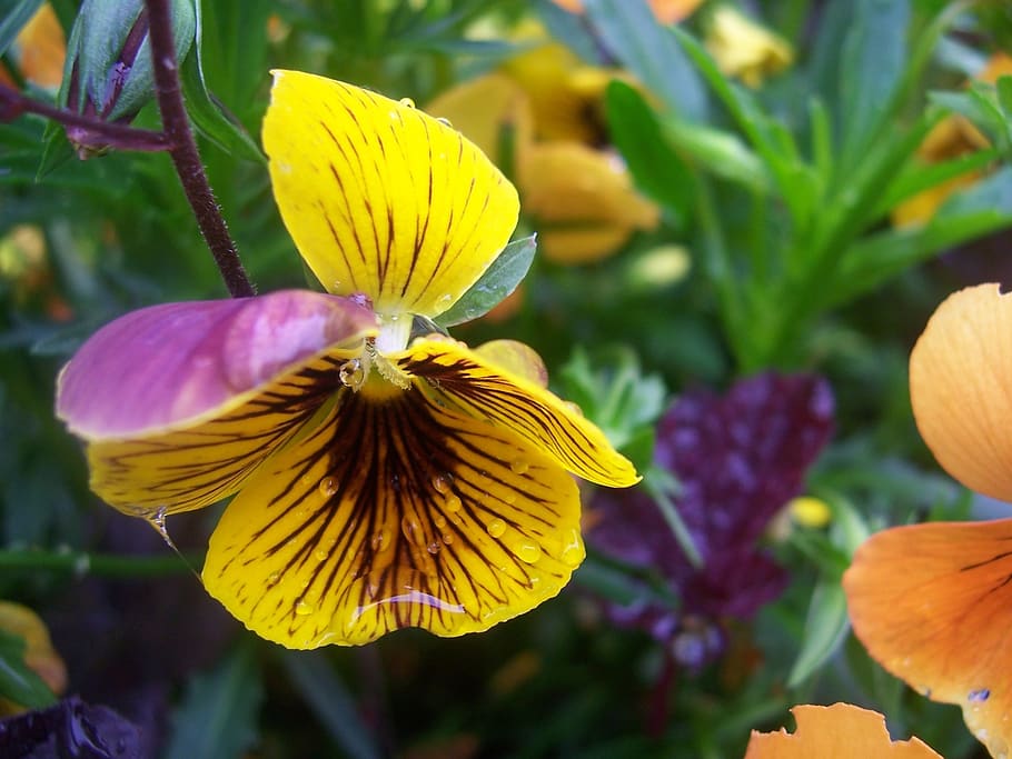 pansy, flower, summer, flowering plant, beauty in nature, vulnerability HD wallpaper