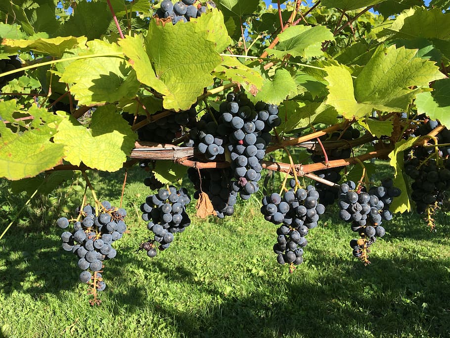Winery, Vineyard, Grapes, red grapes, agriculture, fruit, leaf HD wallpaper