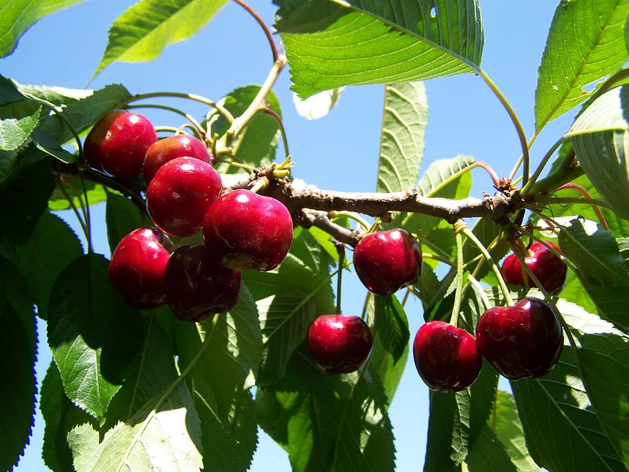 red cherry, ripe fruit, cherry branch, food and drink, healthy eating HD wallpaper