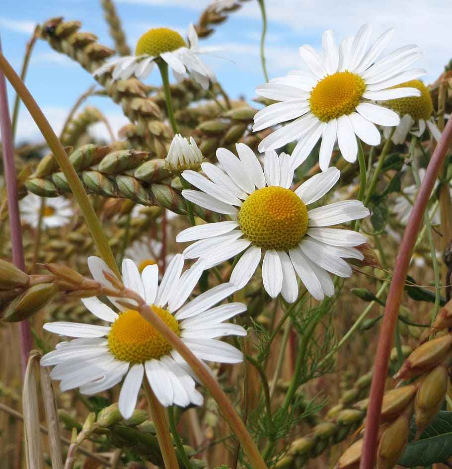 white daisy flower, chamomile, scentless chamomile, flowers HD wallpaper