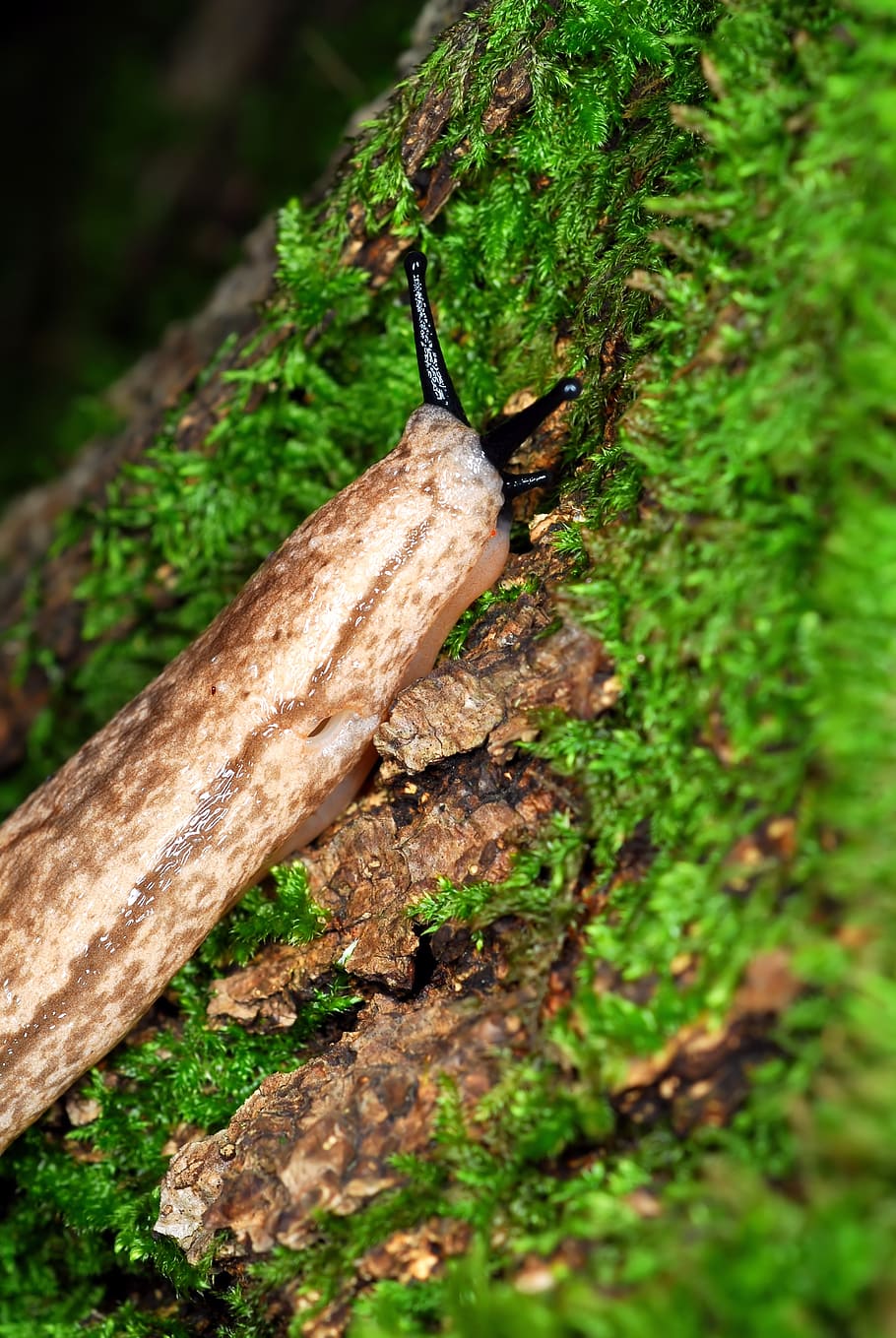 slug, moss, abstract, nature, animal, little, snail, plant HD wallpaper