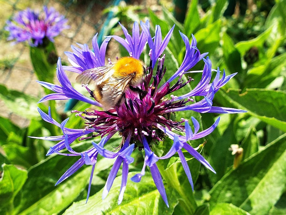 Insect, Cornflower, Summer, Garden, blue, bumble-bee, purple HD wallpaper