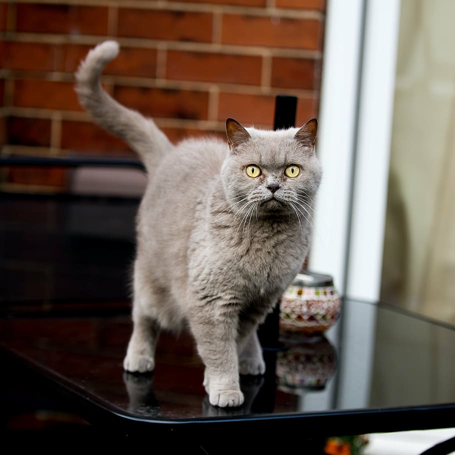 Hd Wallpaper Grey Persian Cat On Black Wooden Table British