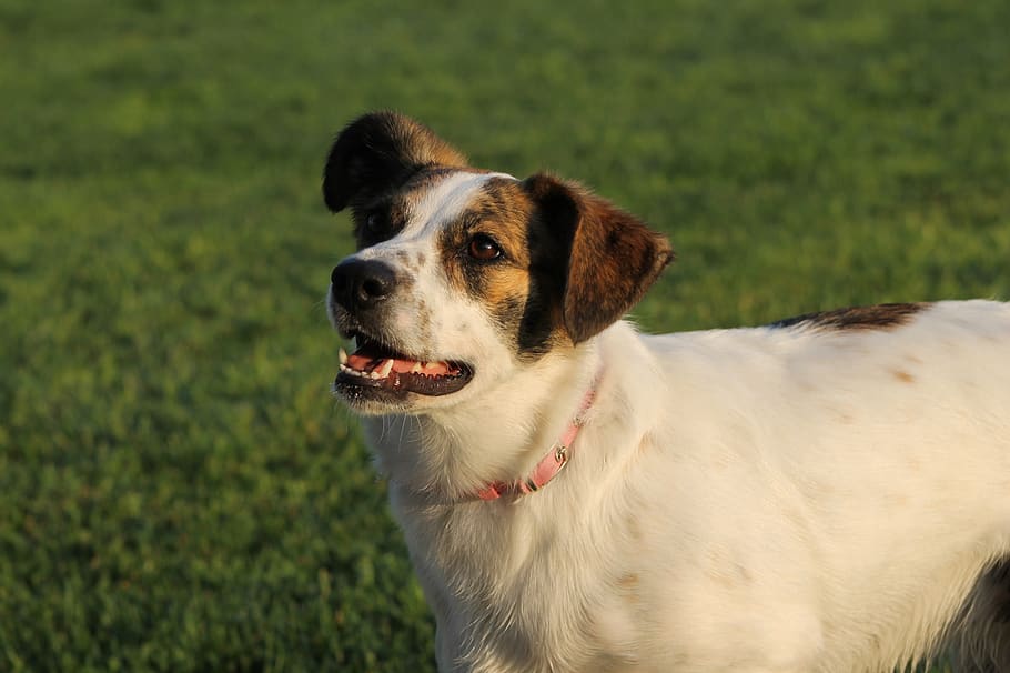 dog, pets, yard, one animal, domestic, animal themes, canine HD wallpaper