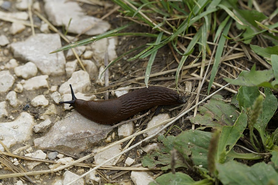 slug, snail, crawl, away, slowly, mollusk, brown, meadow, animal wildlife HD wallpaper