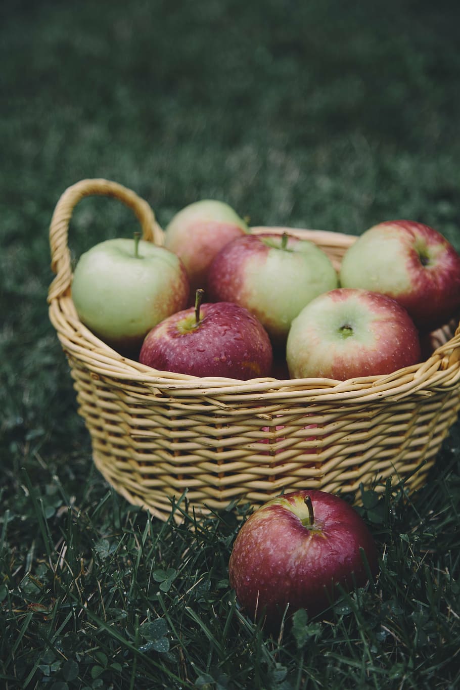 apple, apples, basket, apple picking, fruit, food, healthy HD wallpaper
