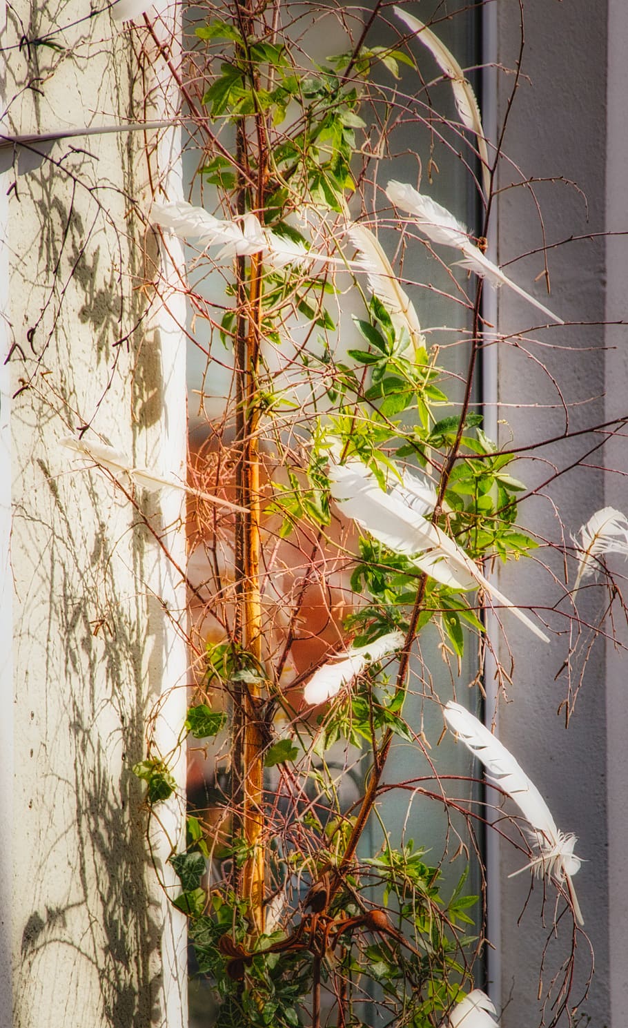 feather, background, deco, white, green, plant, growth, no people HD wallpaper