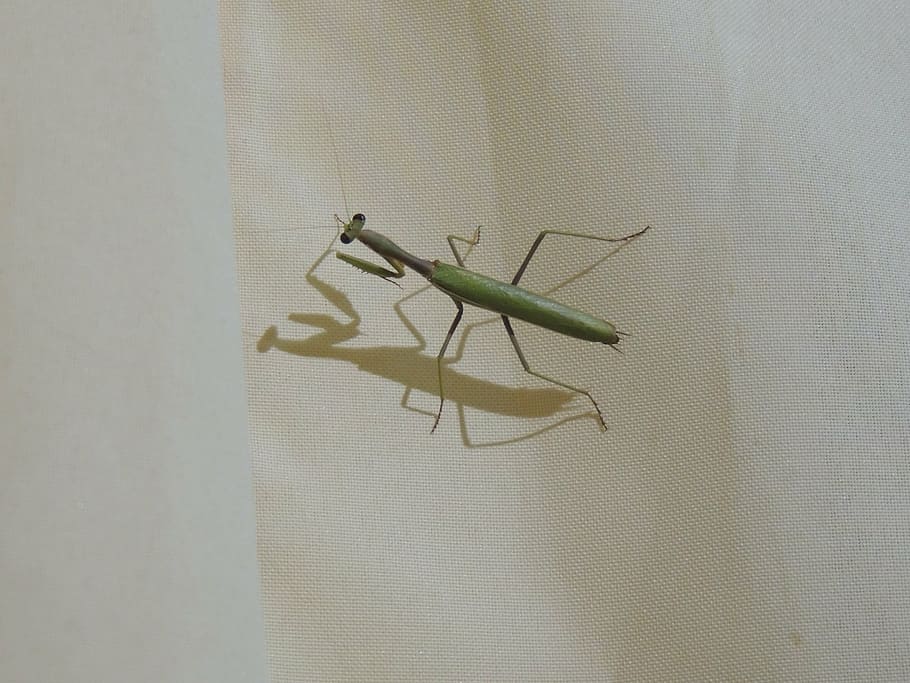 mantis religiosa, bugs, insects, animals, nature, macro, animal themes HD wallpaper
