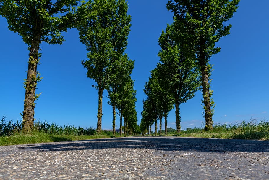 avenue, tree, away, nature, road, tree lined avenue, mood, landscape HD wallpaper