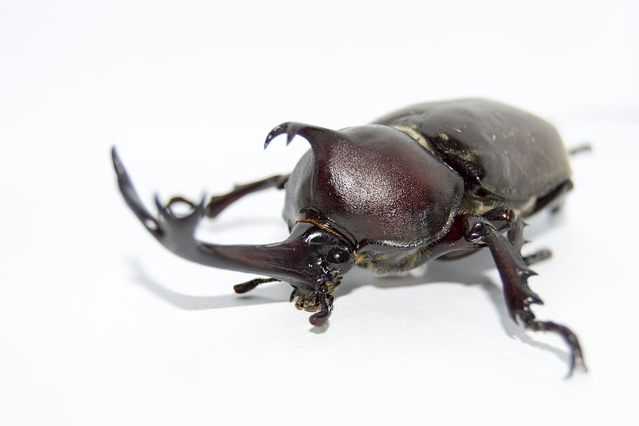 Unicorn, Animal, Insect, beetle, nature, scarab Beetle, wildlife HD wallpaper