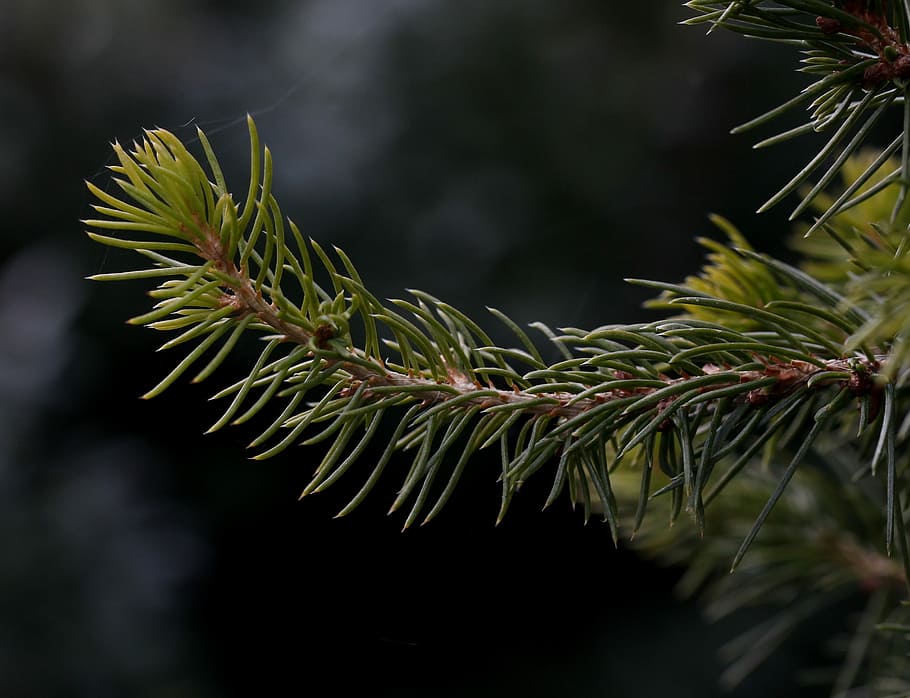 brad, conifer, casey, plant, tree, pine tree, coniferous tree HD wallpaper