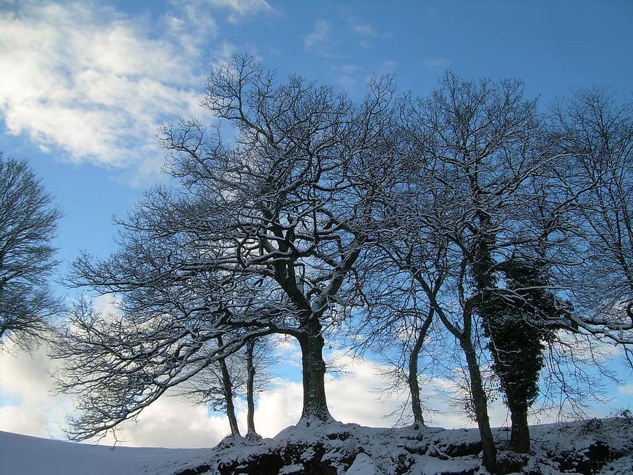winter, tree, snow, landscape, sky, plant, cloud - sky, beauty in nature HD wallpaper