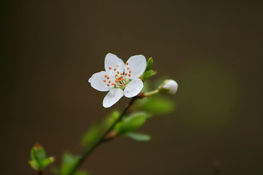 white cherry blossom, flower, nature, leaf, plant, growth, bud HD wallpaper