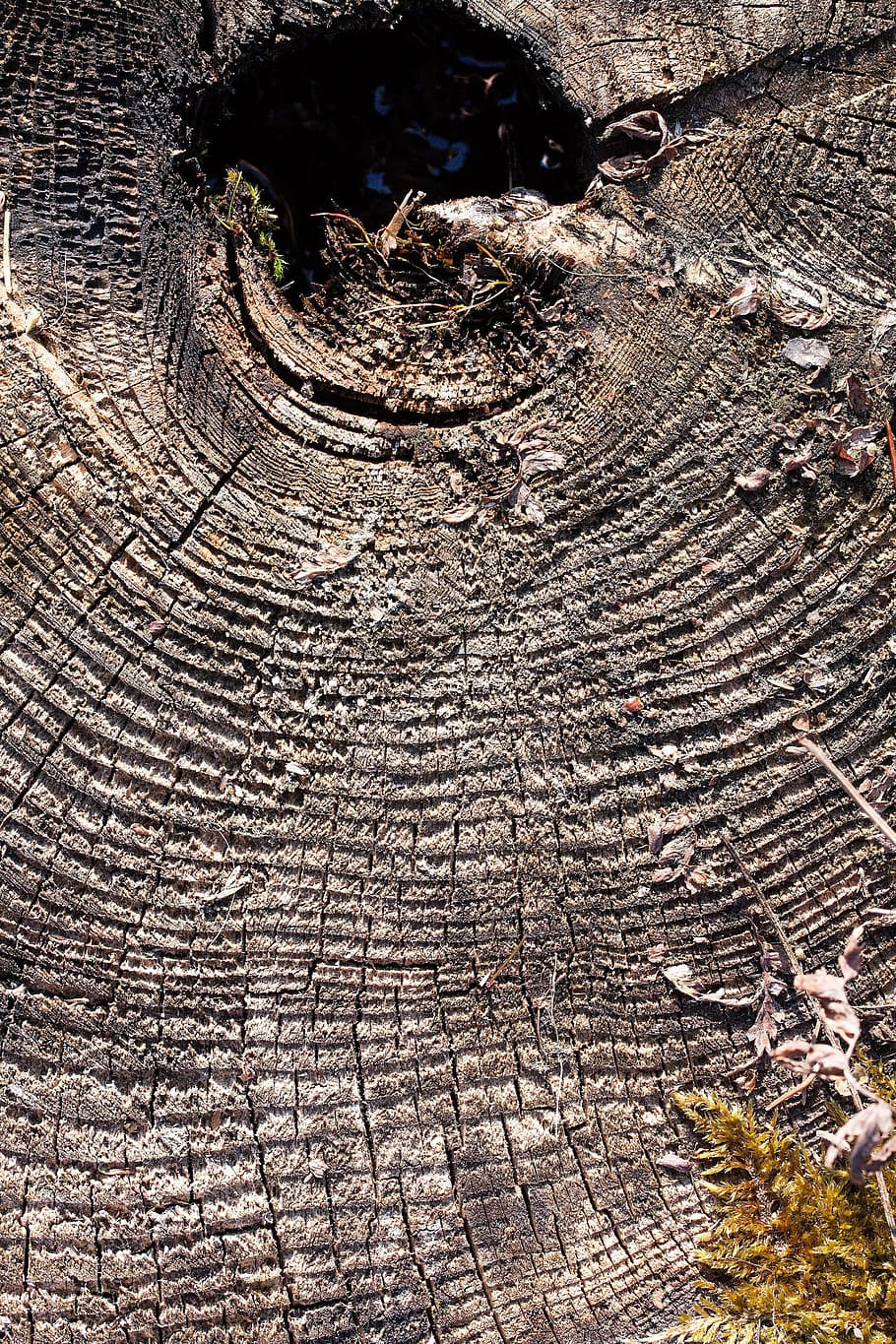tree, tree stump, like, traces, weathered, annual rings, nature HD wallpaper