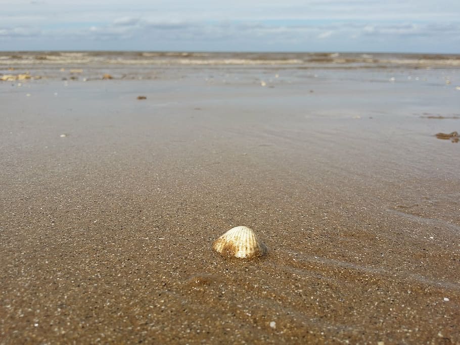 seashell, beach, land, sand, water, nature, tranquility, no people HD wallpaper