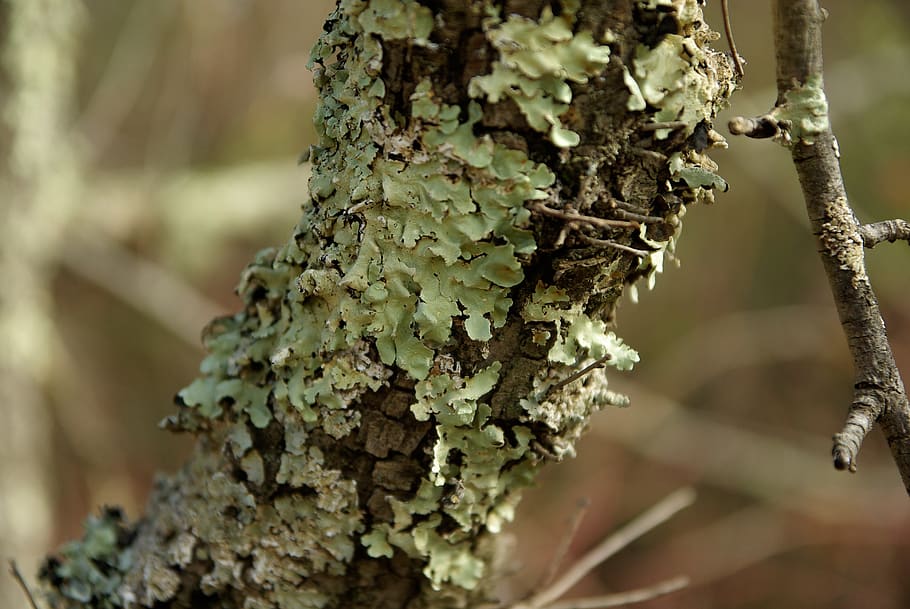 foam, trunk, lichen, trees, bark, plant, close-up, focus on foreground HD wallpaper