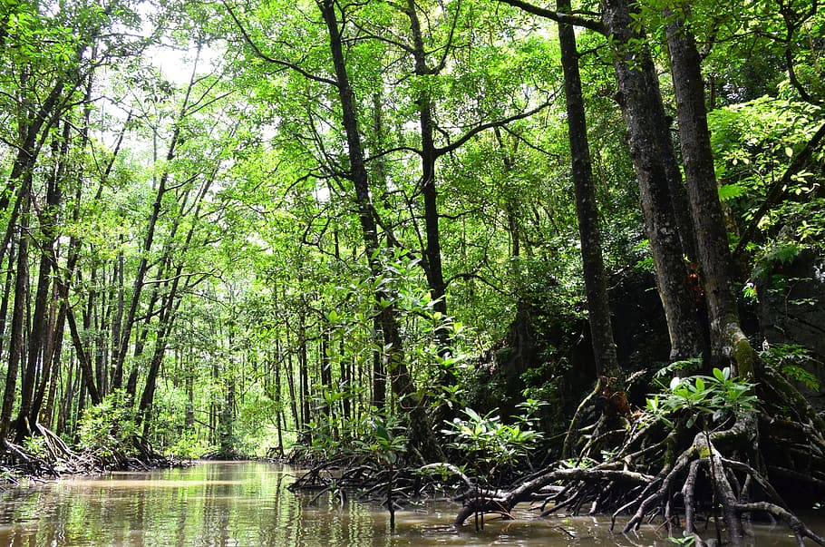 photo of swamp during daytime, brooks, green, trees, palawan, HD wallpaper